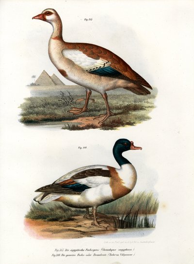 Ganso egipcio, 1864 de German School
